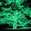 100LEDs Green Solar String Light - As Picture